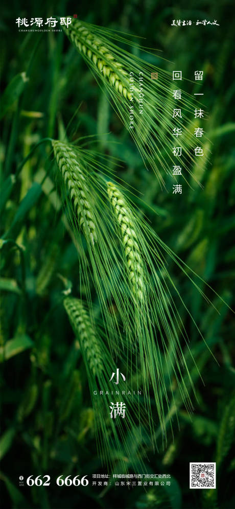 简洁绿色麦穗小满节气海报-源文件【享设计】