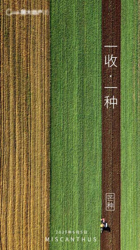 源文件下载【芒种节气】编号：46600000981336590