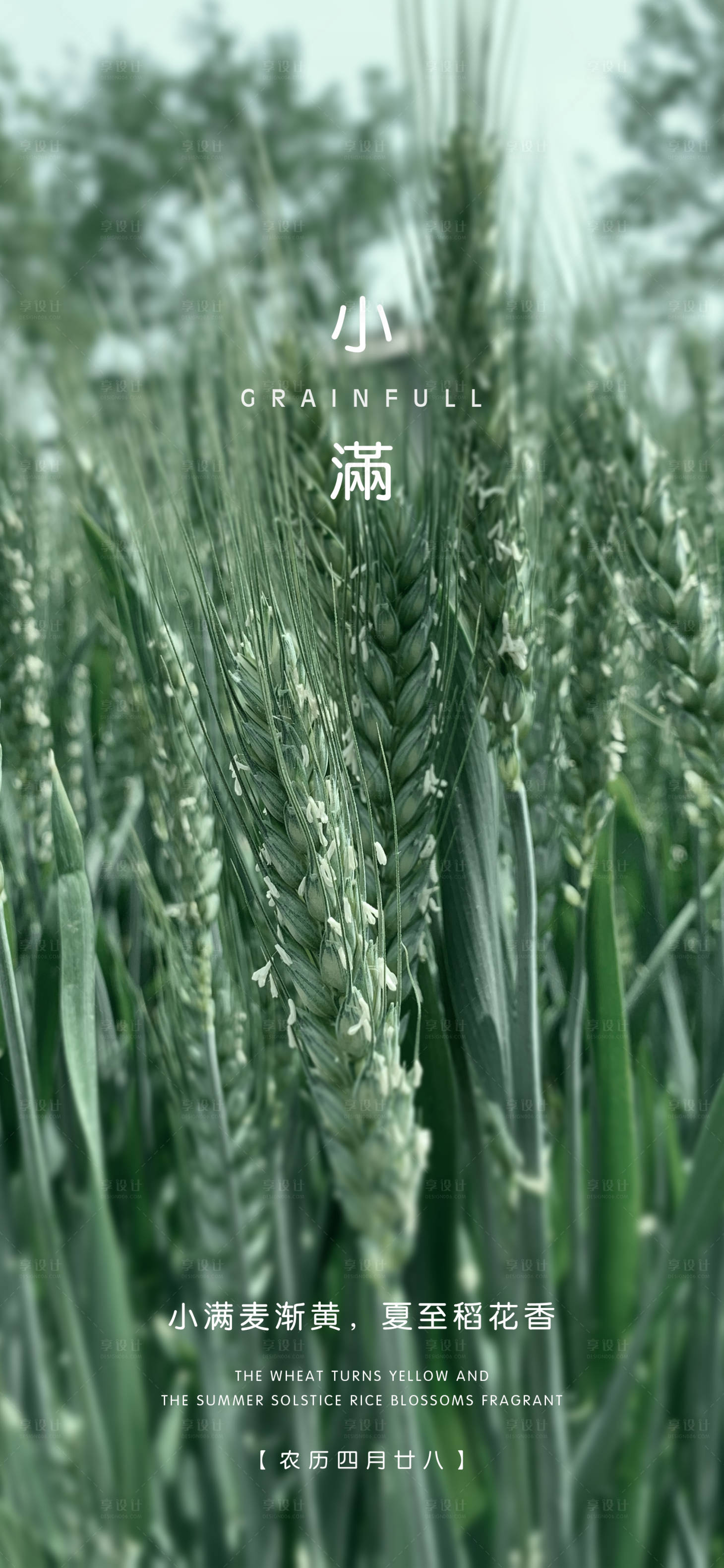 源文件下载【二十四节气小满海报】编号：50020000881147084