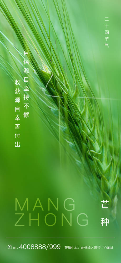 源文件下載【綠色麥穗特寫芒種節(jié)氣海報(bào)】編號(hào)：49560000955257356