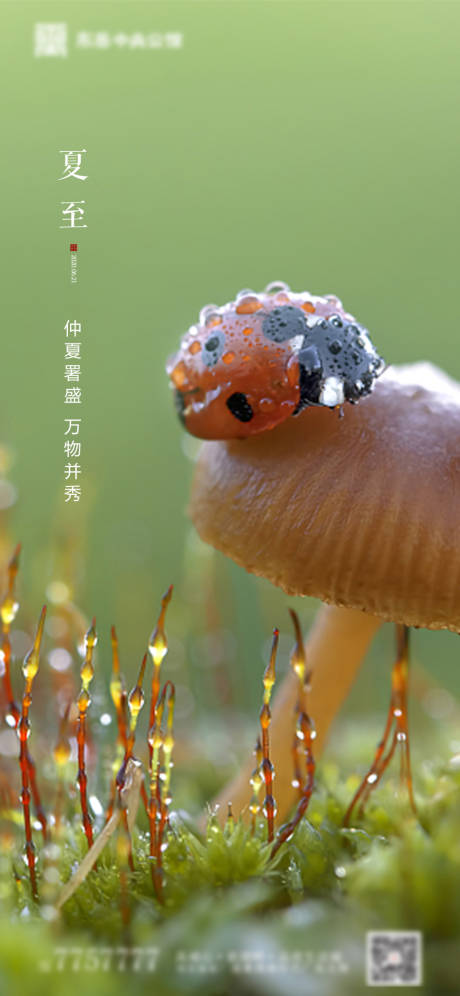 源文件下載【享設計】搜索編號：53880000914707216【夏至節氣海報】