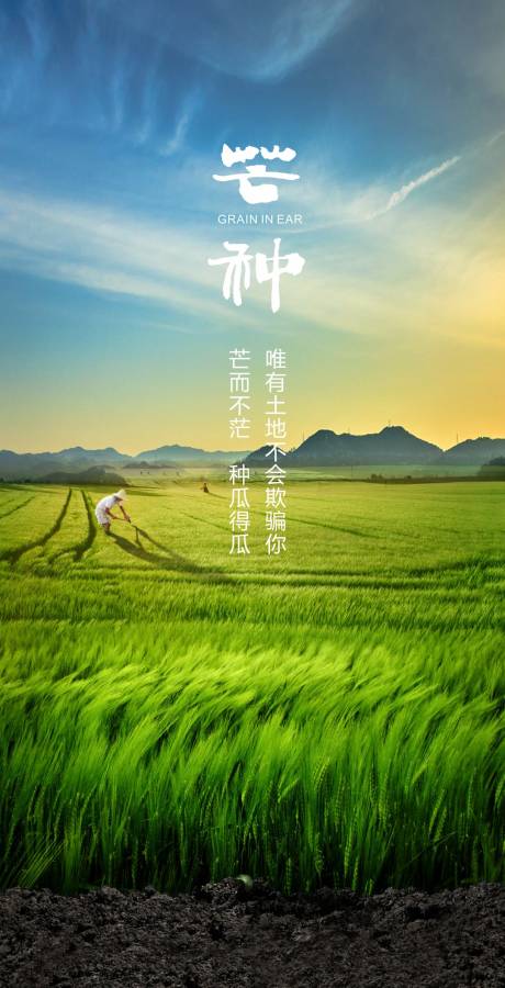 源文件下載【芒種節氣移動端海報】編號：92300001051203533