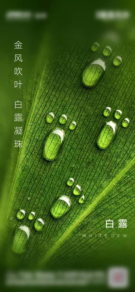 源文件下载【地产白露刷屏】编号：40600001820144328