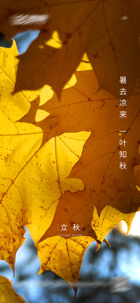 源文件下载【立秋节气微信单图海报】编号：73980001562547688