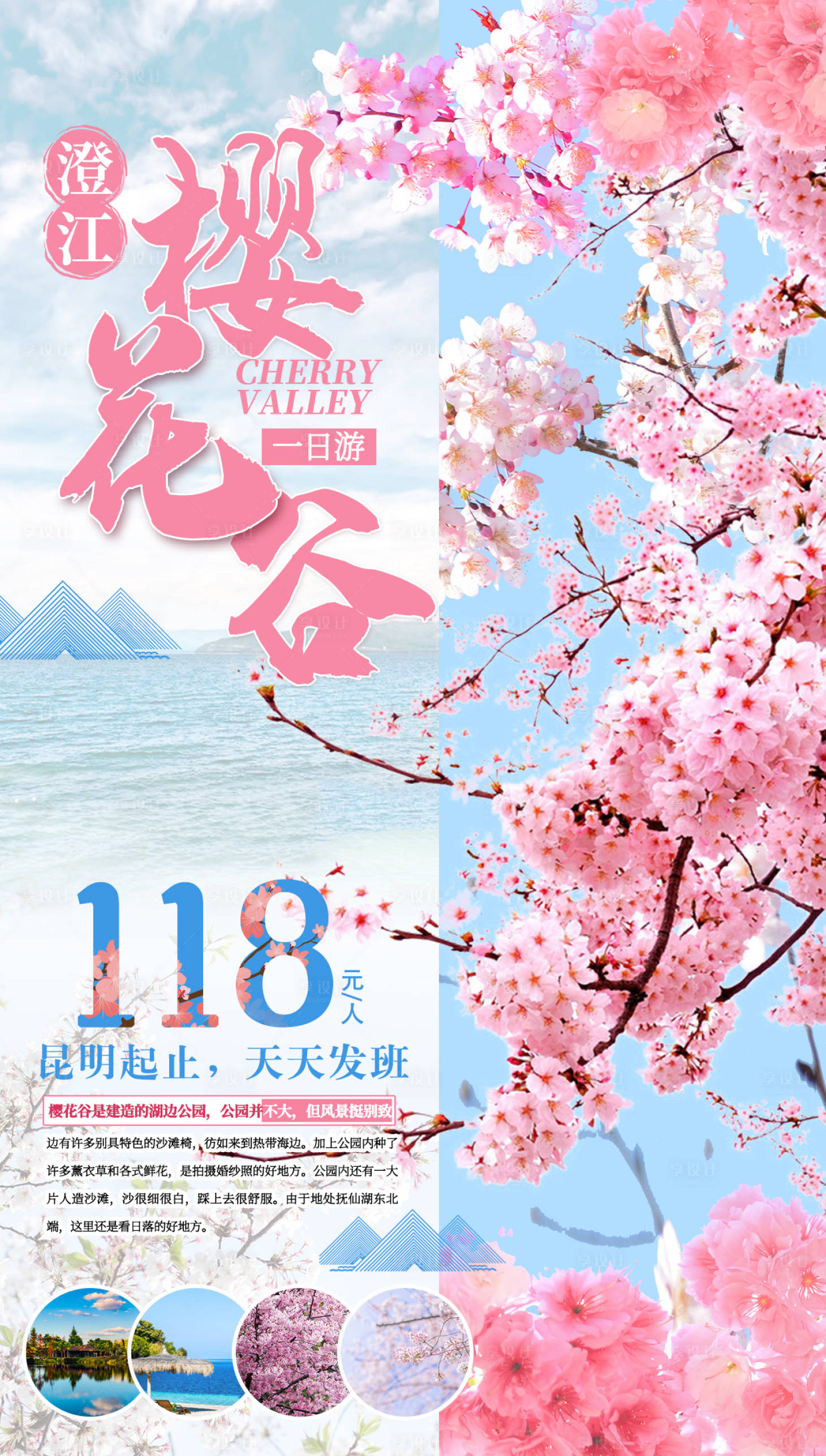 源文件下载【澄江樱花谷旅游海报】编号：84760002109716422