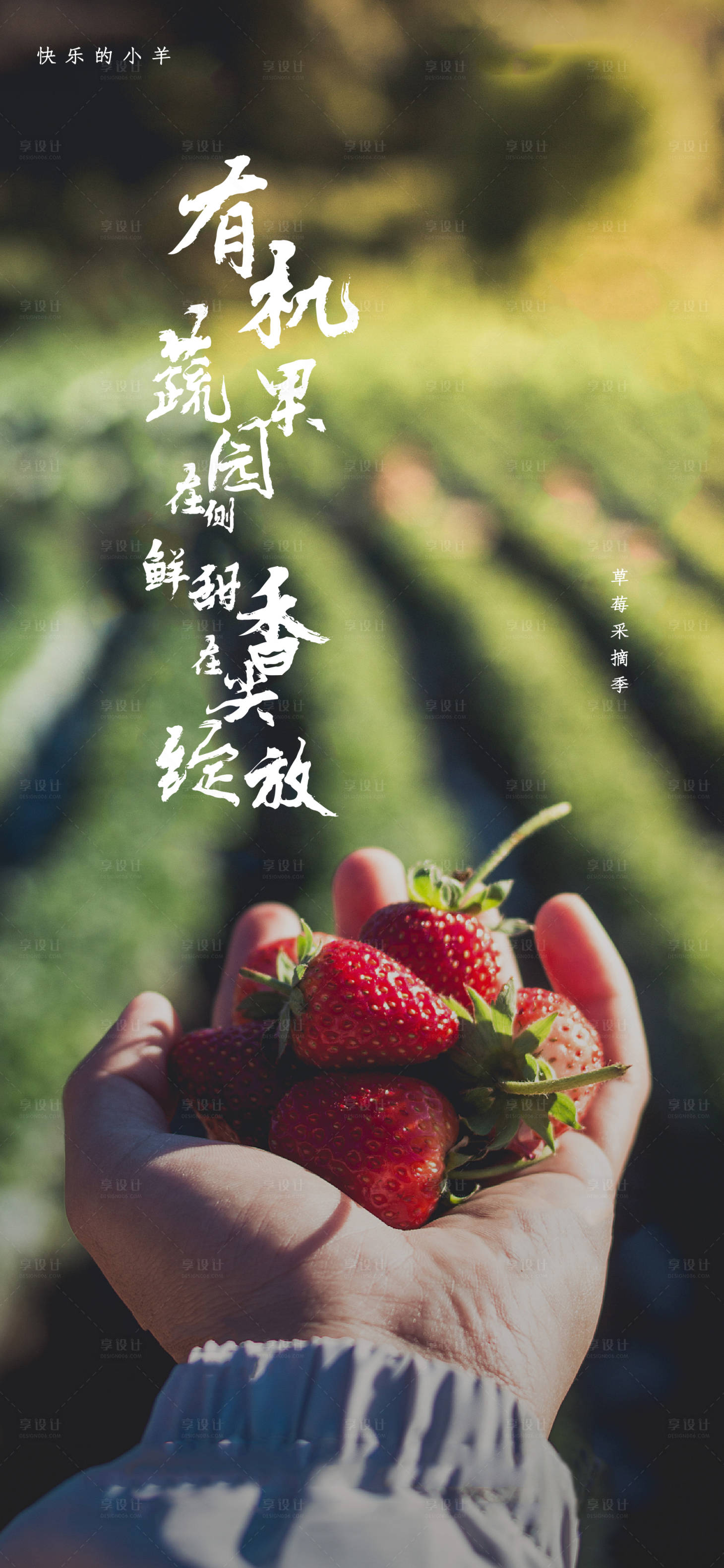 草莓采摘活动