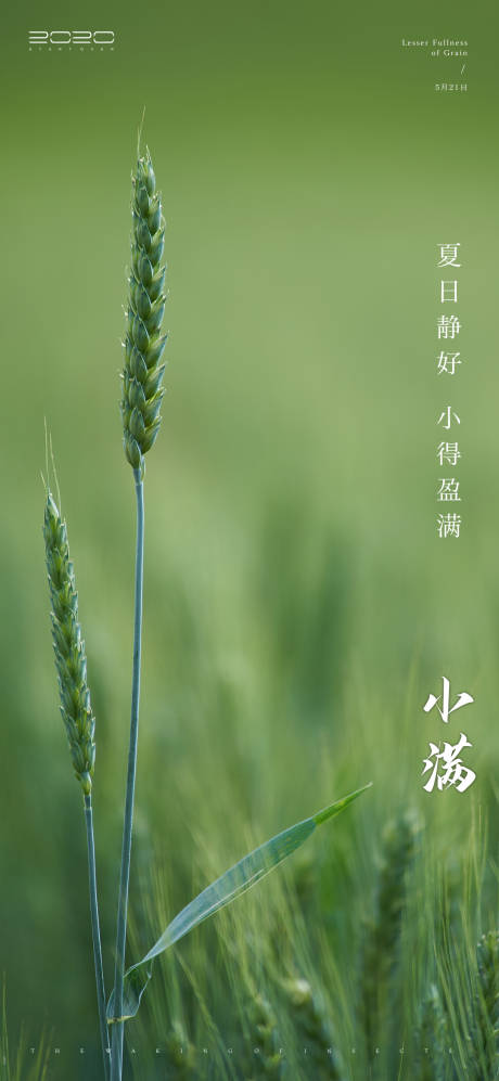 源文件下载【小满节气海报】编号：10560003817395773