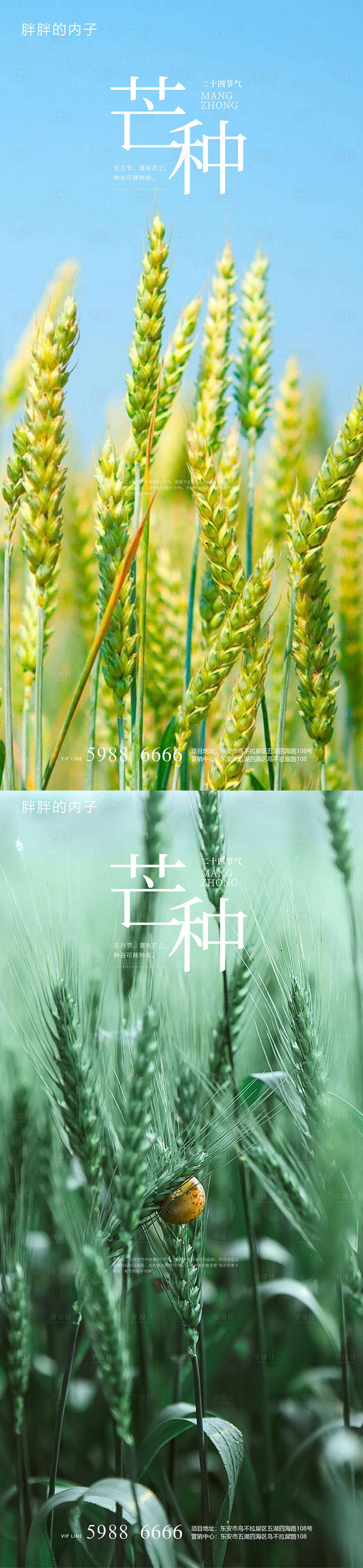 源文件下载【享设计】搜索编号：65010003941288493【芒种节气系列海报】