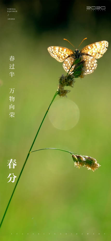 源文件下载【春分节气海报】编号：69850003827246367