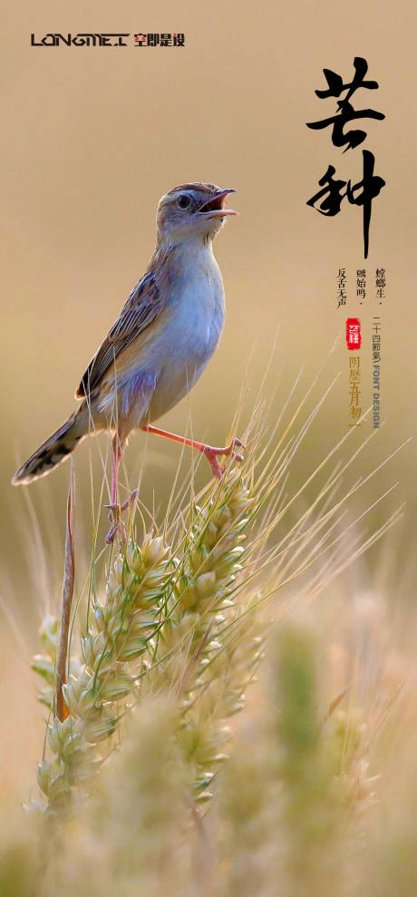 源文件下载【芒种节气海报】编号：60150004839525991
