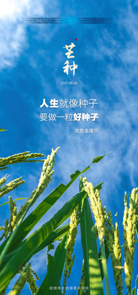 源文件下载【芒种致敬袁隆平】编号：60770004819153009