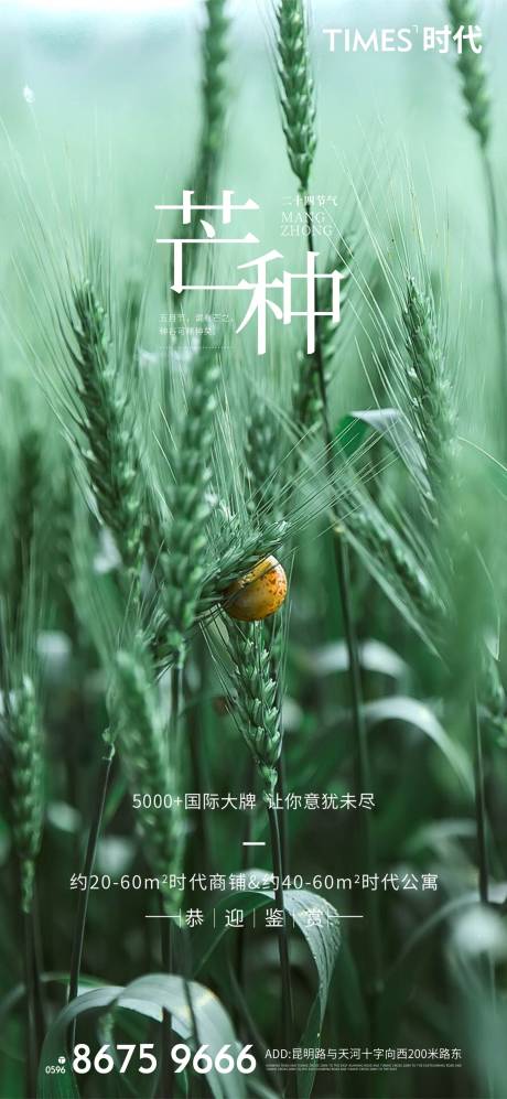 源文件下载【地产芒种二十四节气海报】编号：71450004678464802
