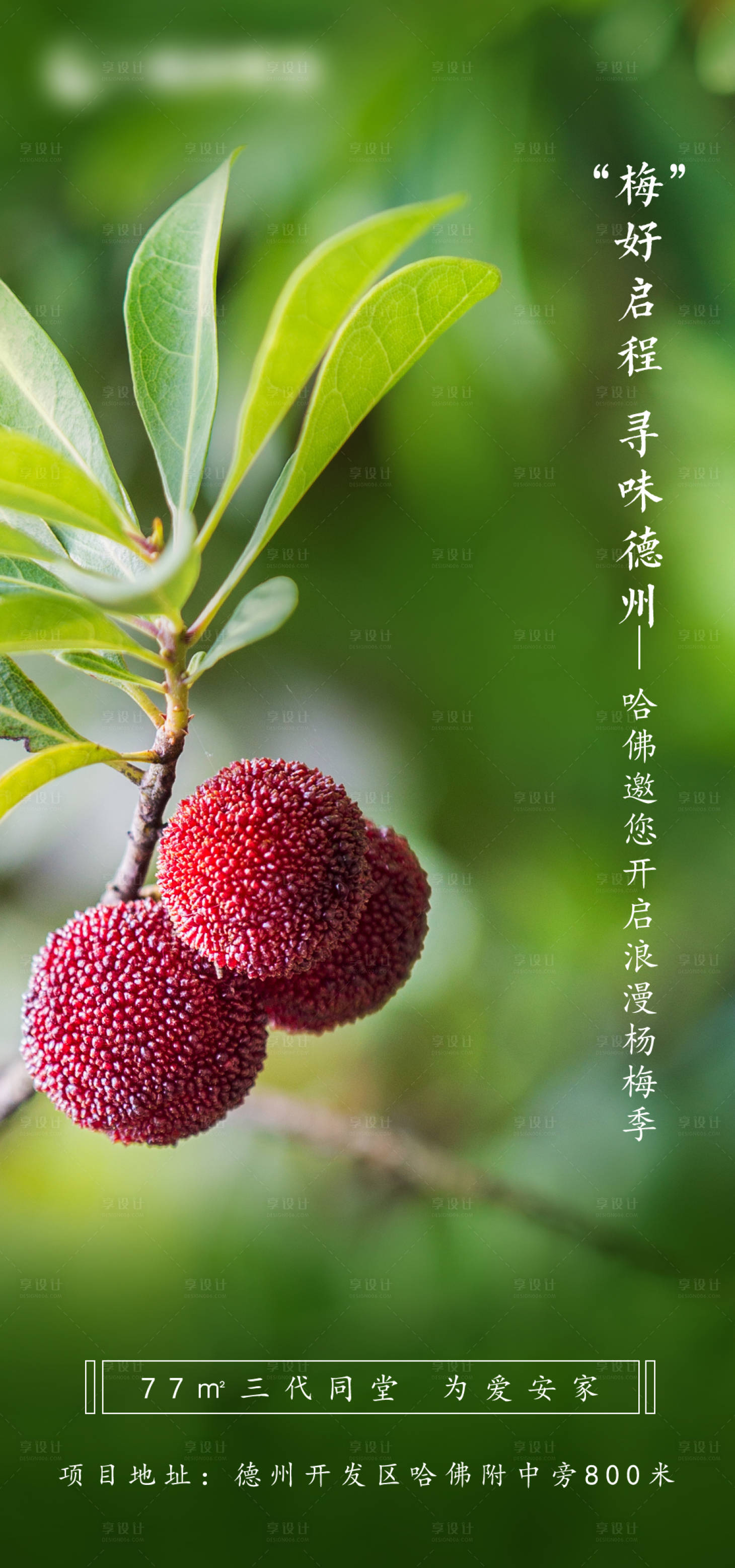 源文件下载【杨梅海报】编号：28060004736129550