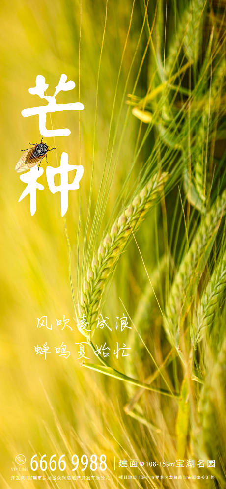 源文件下载【地产芒种节气海报】编号：10640004946072871
