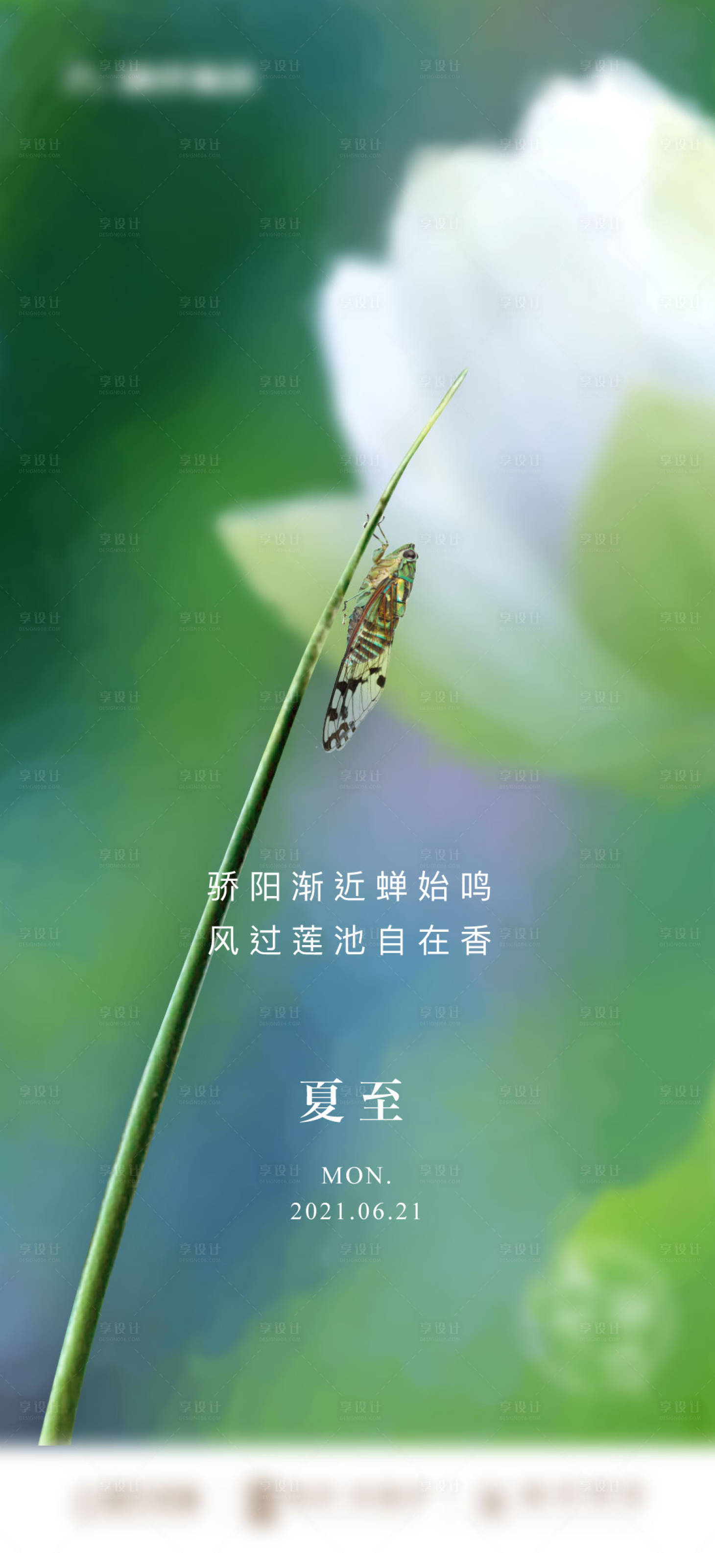 源文件下载【地产夏至荷花蝉节气微单】编号：57400005289476347