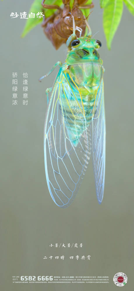 源文件下载【小暑大暑节气海报】编号：32920005188717019