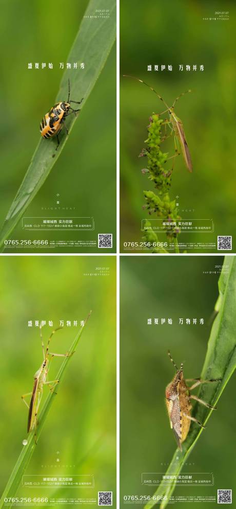 源文件下载【地产小暑节气系列海报】编号：27060005371677362