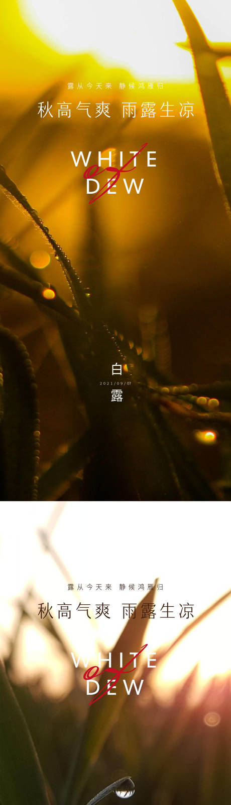 源文件下載【白露節氣系列海報】編號：42030006193667997