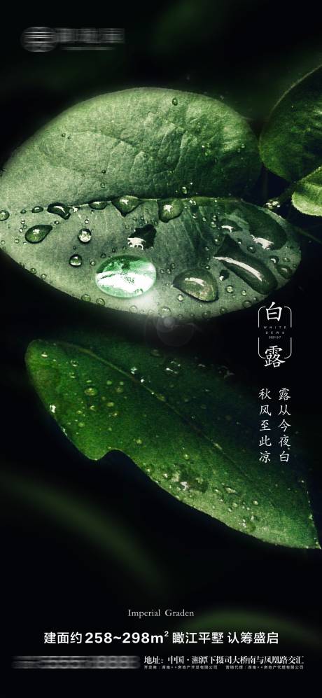 源文件下载【地产白露节气微信海报】编号：26200006358585279