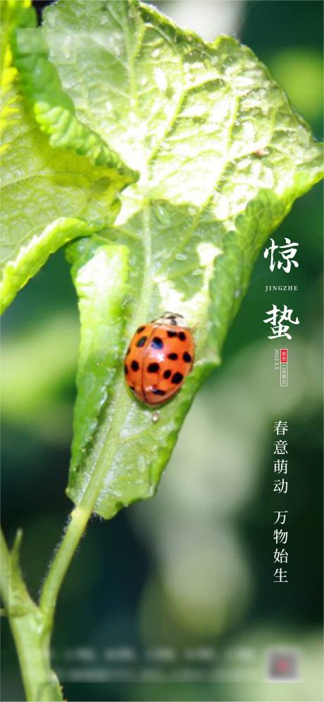 源文件下載【地產(chǎn)驚蟄海報(bào)】編號(hào)：43730008645522370