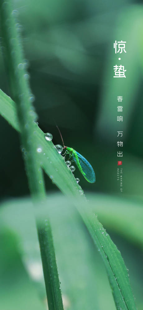 源文件下载【惊蛰海报】编号：65840008728635093