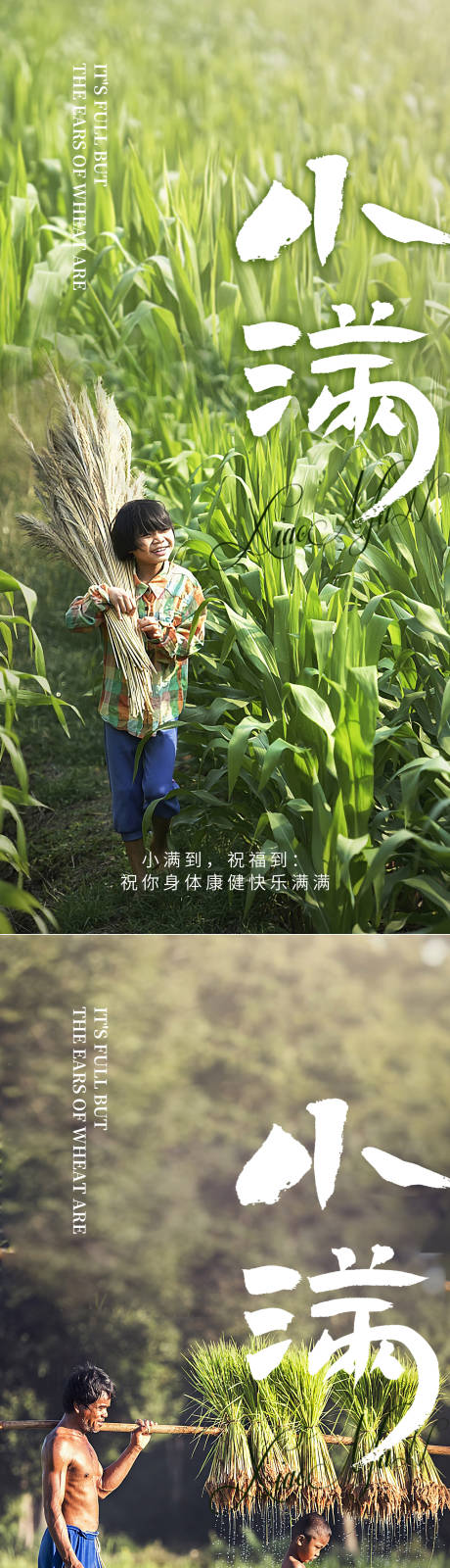 源文件下载【小满节气系列海报】编号：36620010111611852
