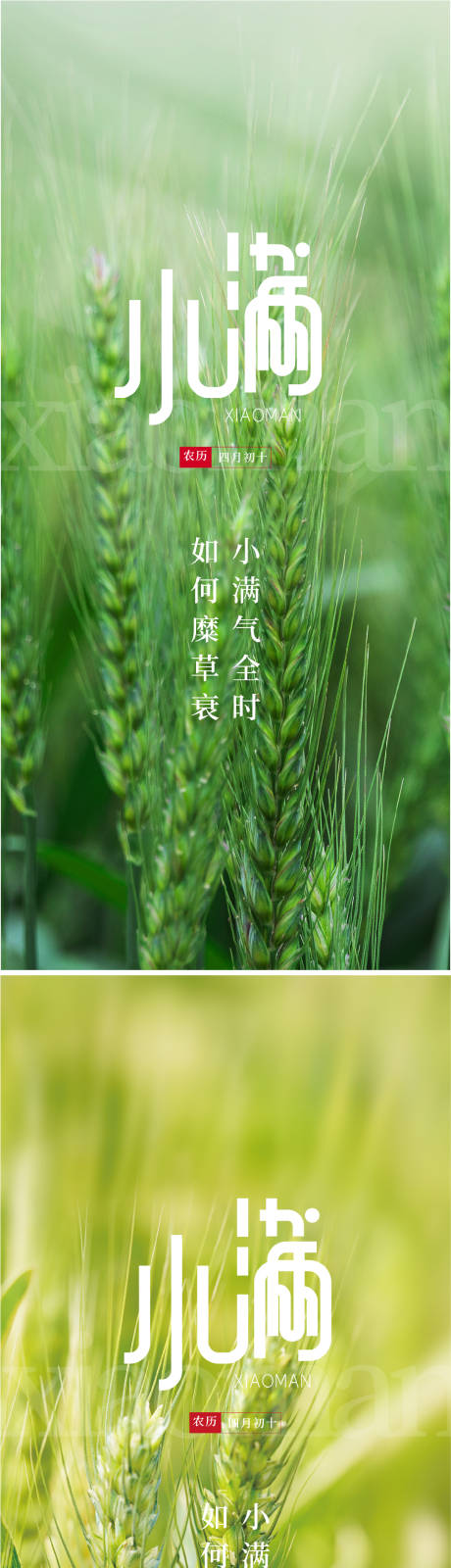 源文件下载【小满系列海报】编号：95690009975149334