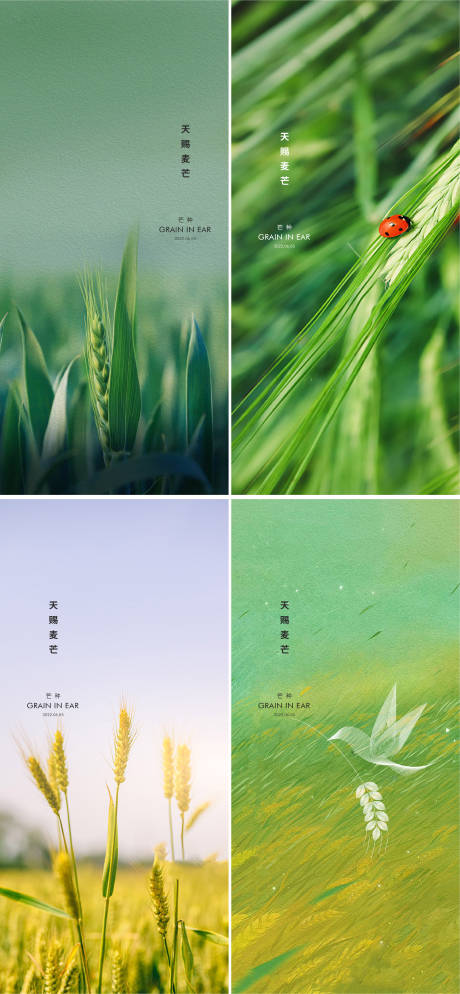 源文件下载【享设计】搜索编号：15590010297508518【芒种节气系列海报】