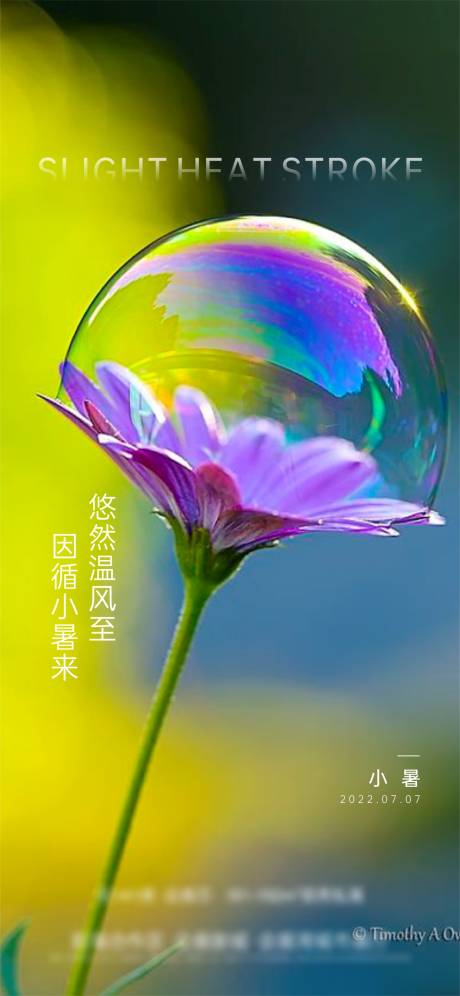 源文件下载【小暑节气海报】编号：18310010699245865