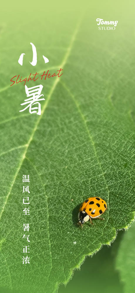 源文件下载【小暑】编号：42960010914985507