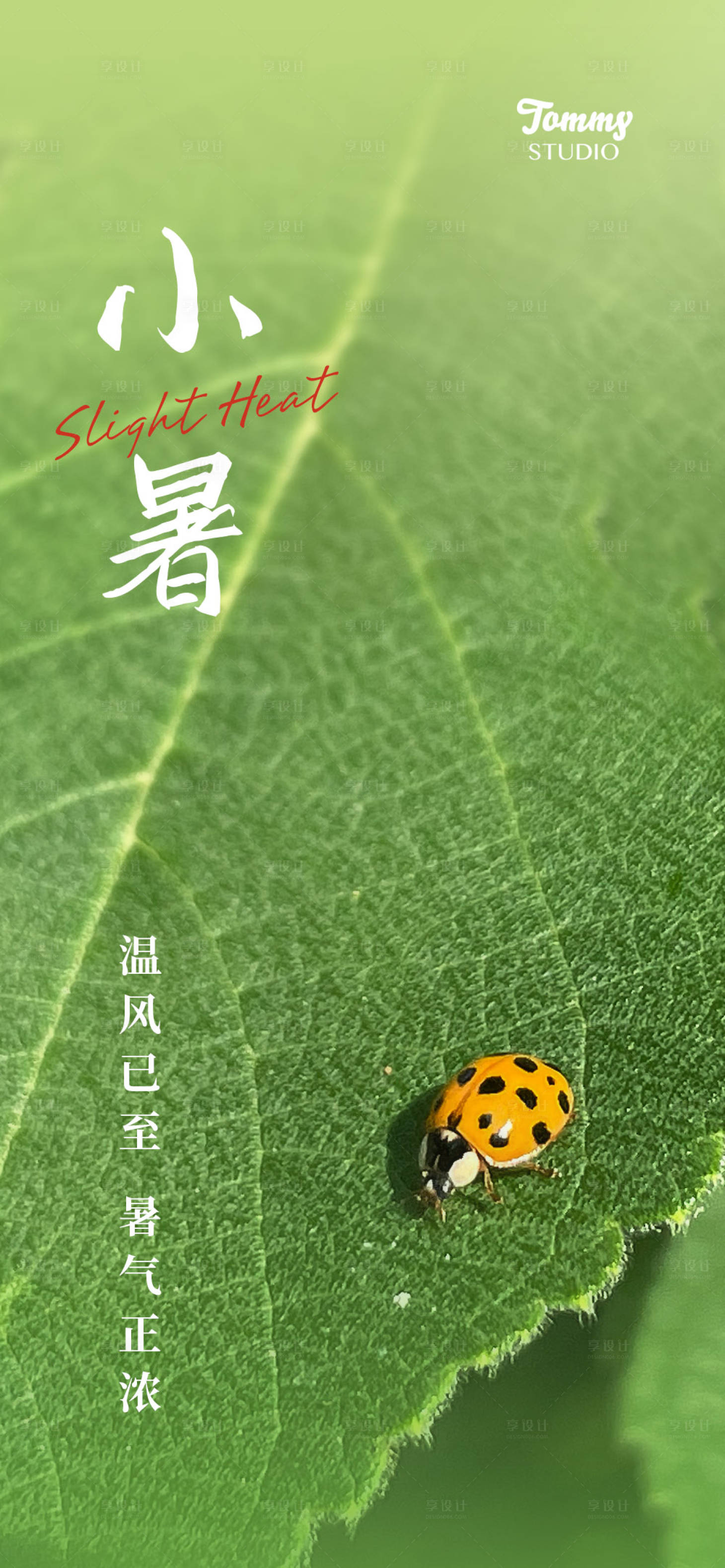 源文件下載【享設計】搜索編號：42960010914985507【小暑】