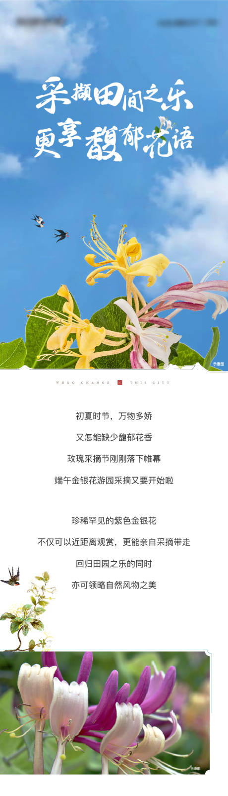 中式小镇金银花活动长图