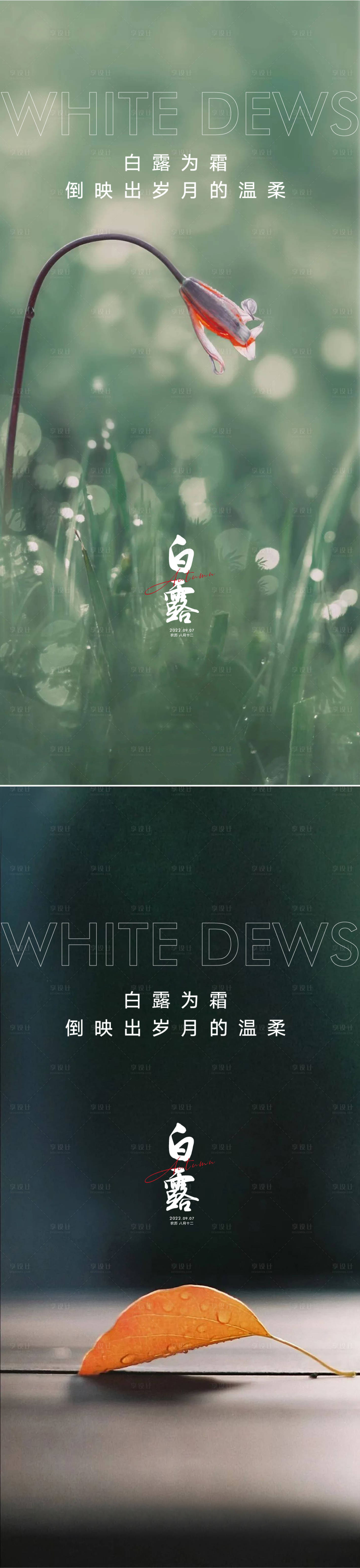 源文件下载【白露海报】编号：97710011428567477