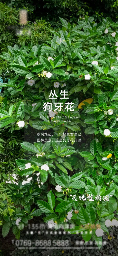 源文件下載【花卉海報】編號：53780011839198074