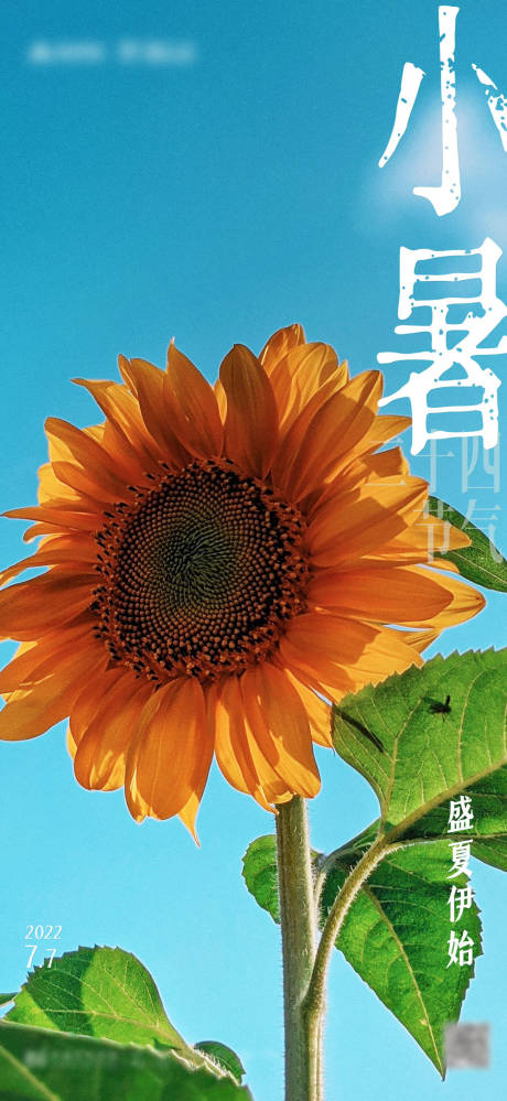 源文件下载【二十四节气小暑】编号：75380012108595503