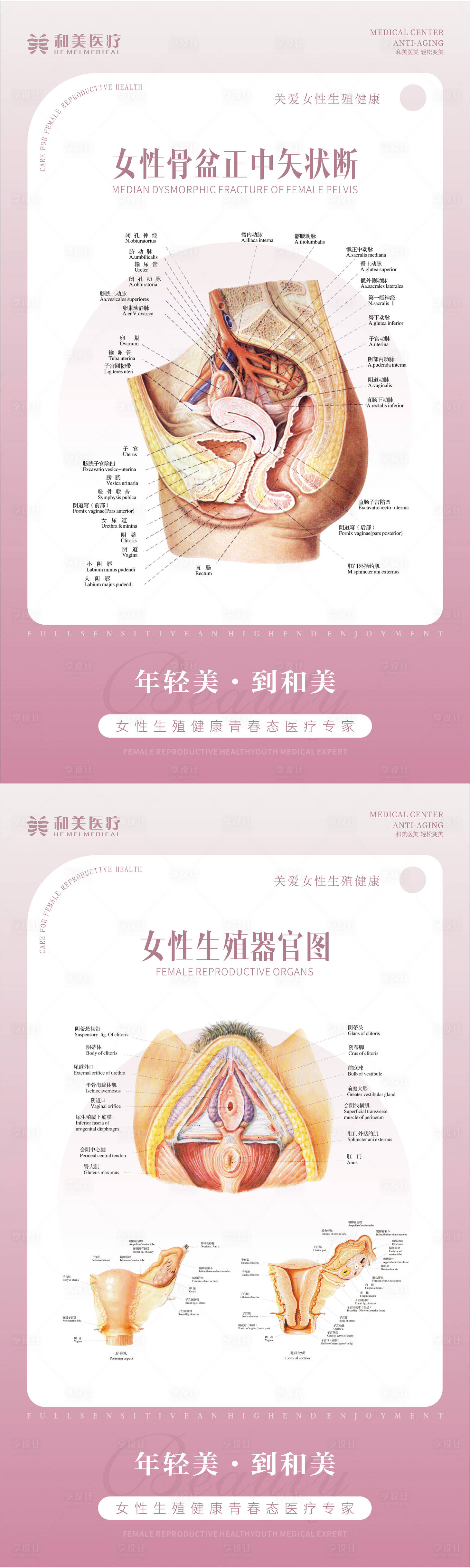 源文件下载【享设计】搜索编号：82120012225498736【妇科生殖器官海报】