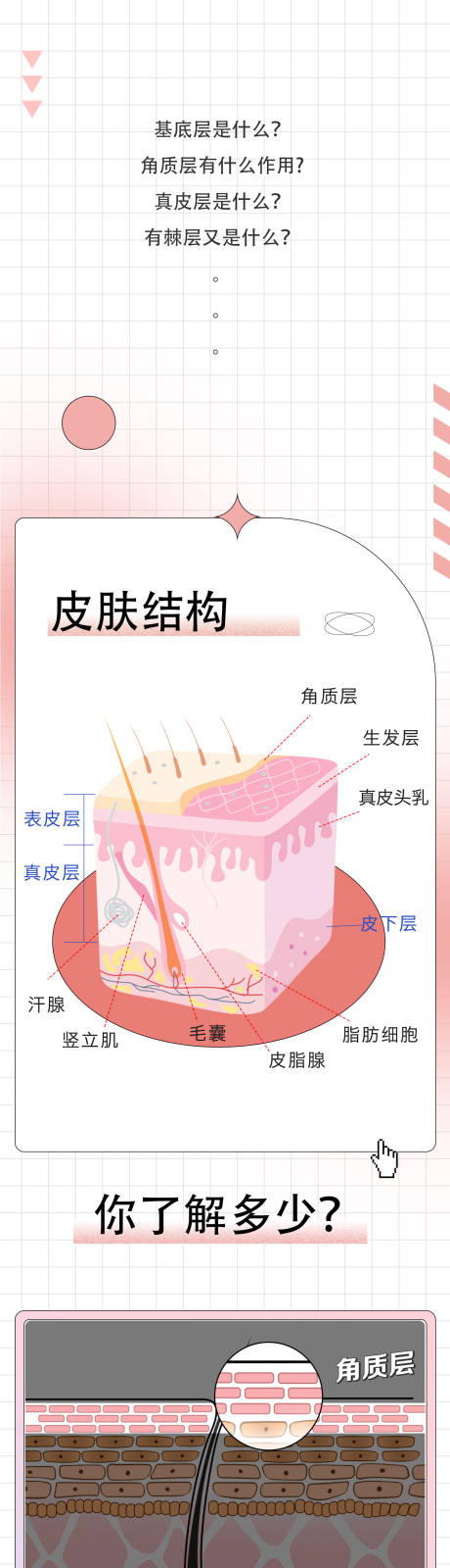 源文件下載【享設(shè)計(jì)】搜索編號(hào)：24960013415579450【肌膚組織知識(shí)常識(shí)科普長(zhǎng)圖】