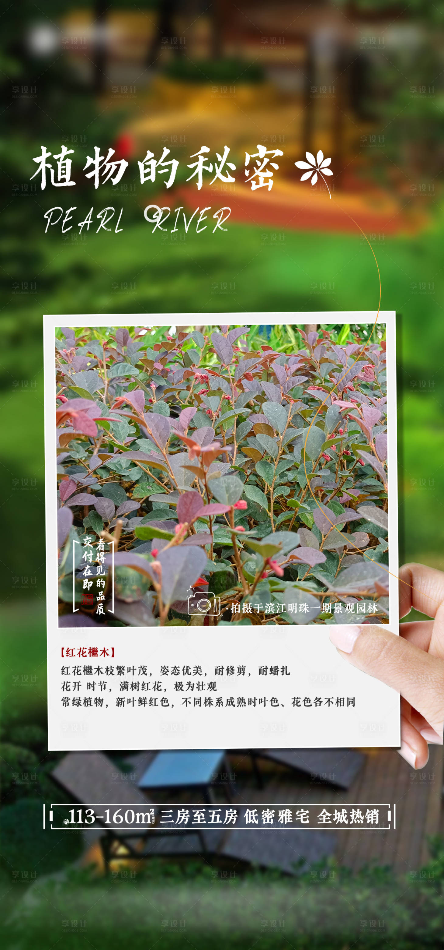 源文件下载【地产植物价值点】编号：62560013941323117