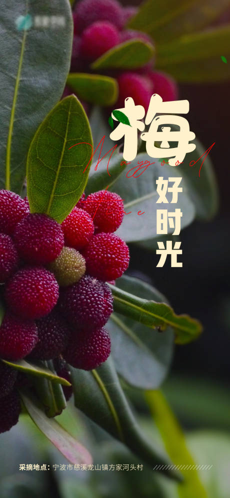 源文件下载【摘杨梅海报】编号：14720014419022548