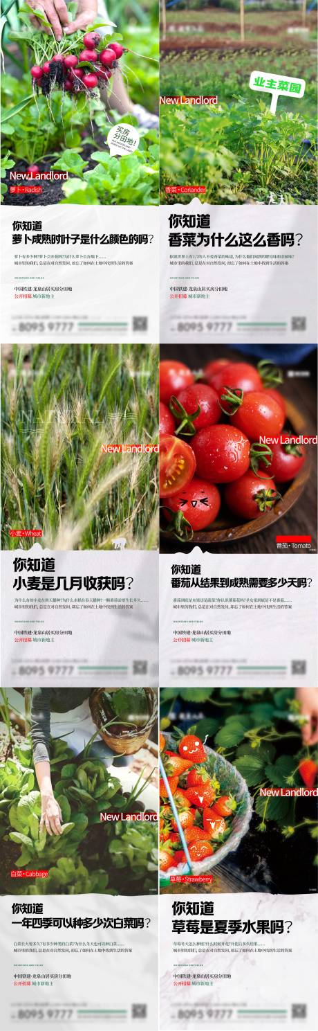 源文件下载【田地蔬菜单图】编号：57460014926688500