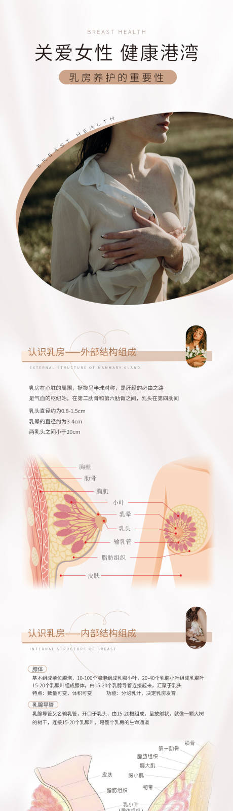 源文件下载【乳房结构海报】编号：57270015396913202
