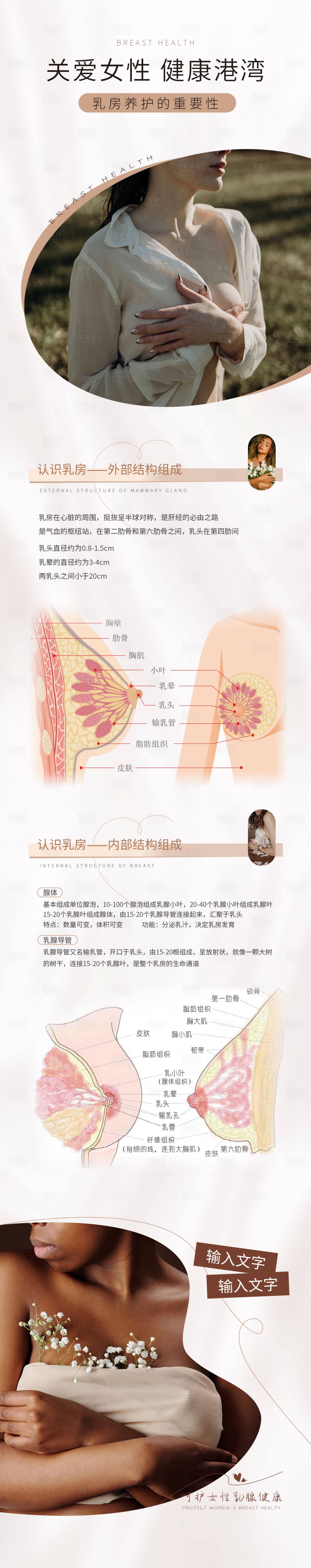 源文件下载【乳房结构海报】编号：57270015396913202