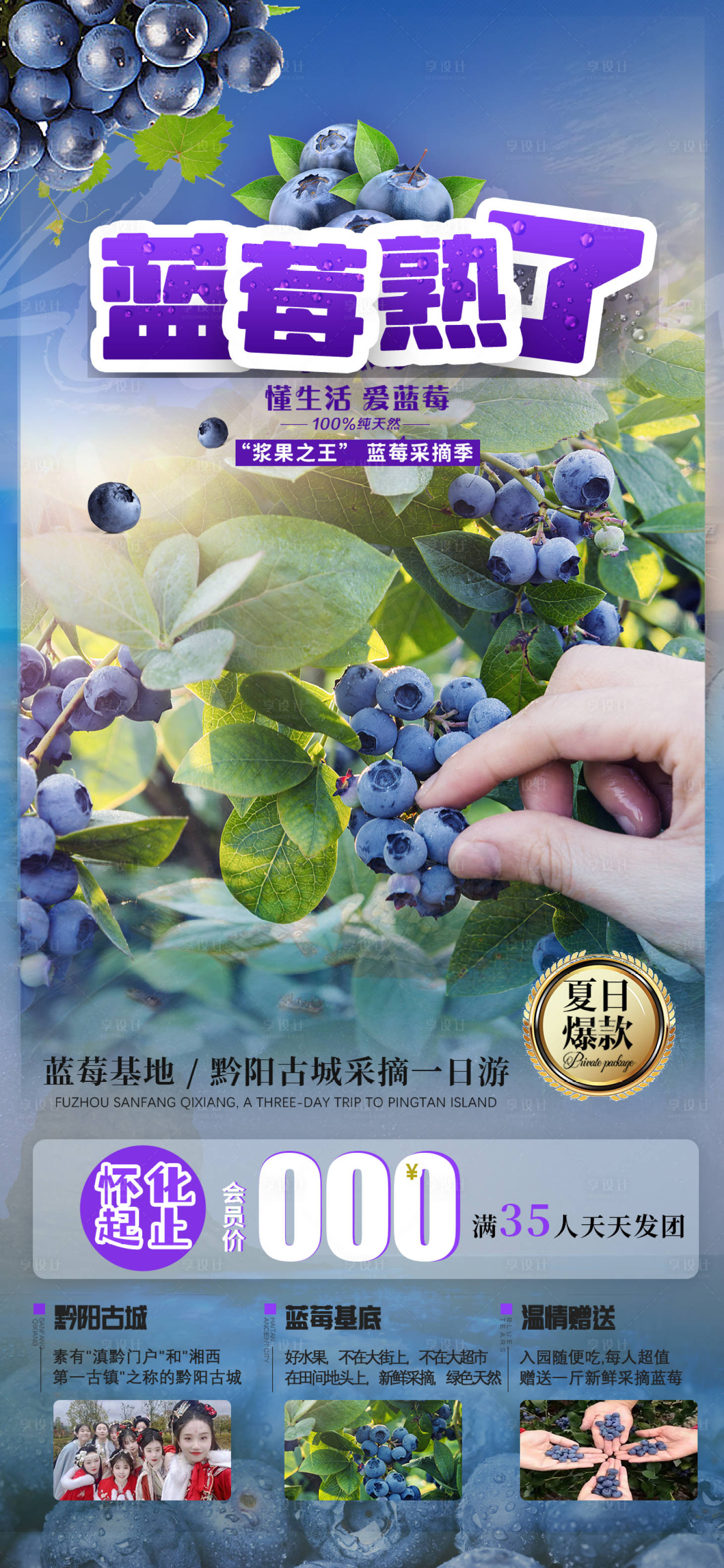 源文件下載【享設計】搜索編號：15910015762092005【藍莓熟了采摘海報海報】