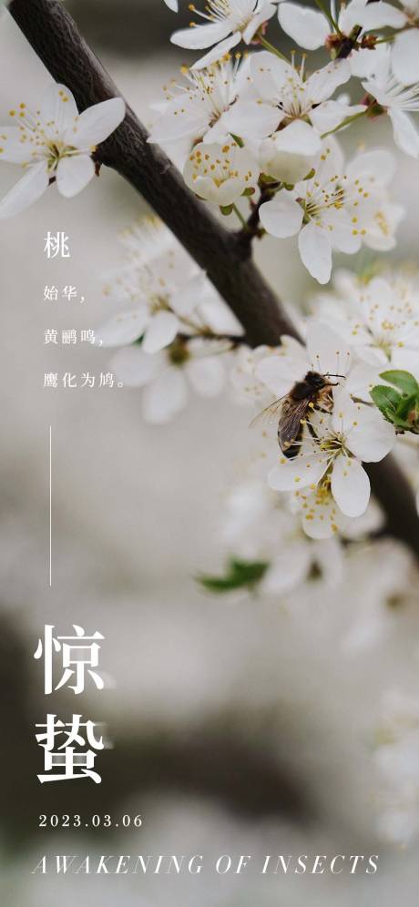 源文件下载【惊蛰海报】编号：72180015067627308