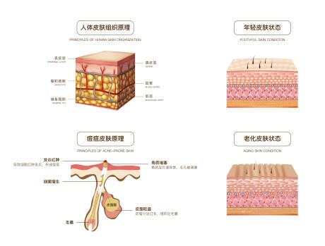 源文件下载【医美医疗皮肤组织架构管理卡通科普图片】编号：91640015803648223