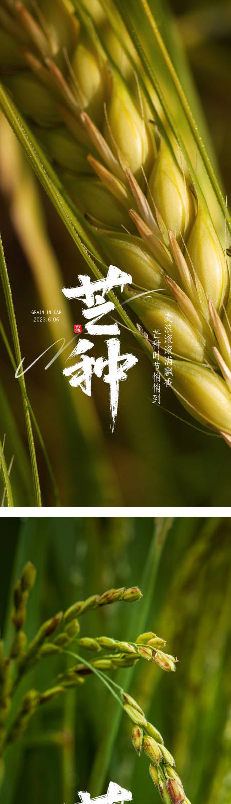 源文件下载【芒种节气海报】编号：20230526110715565