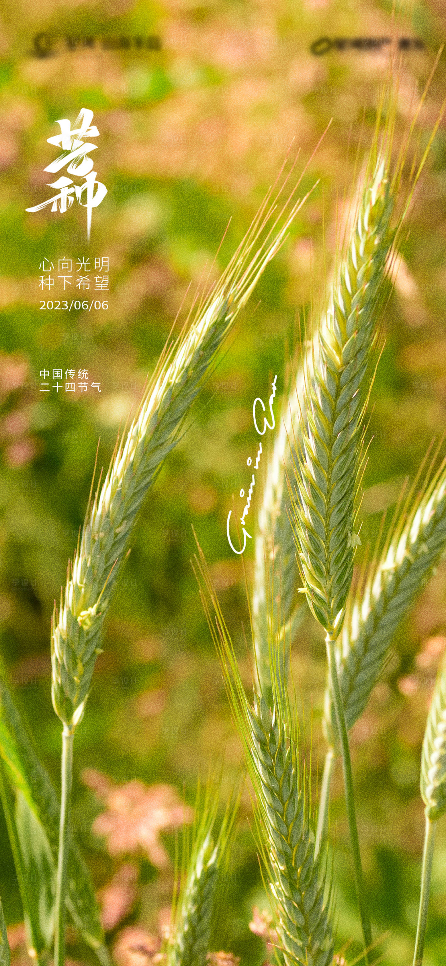 源文件下載【享設計】搜索編號：36690017015994540【芒種節氣稿】