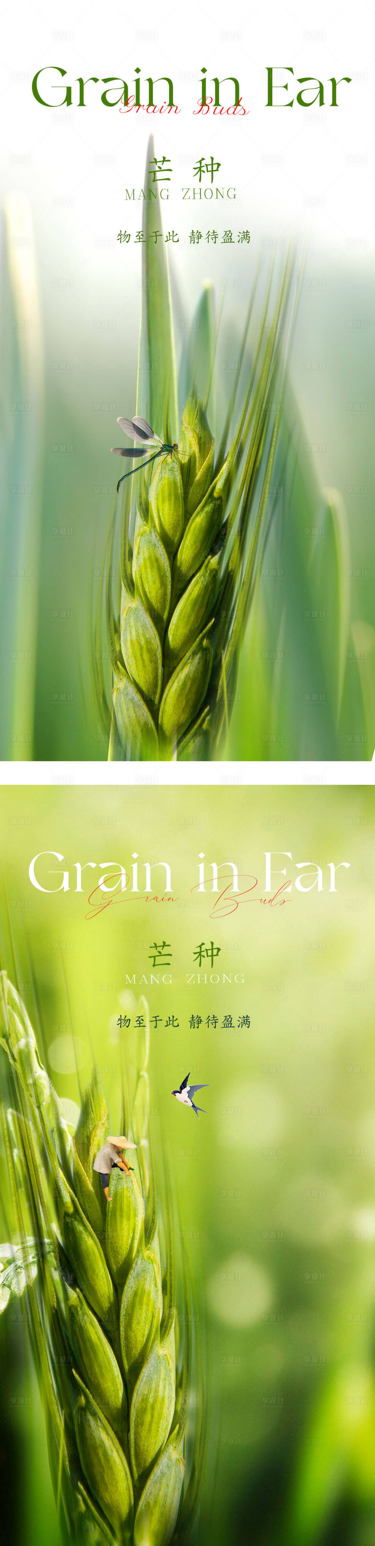 源文件下载【享设计】搜索编号：50930016836004088【芒种海报朋友圈海报】