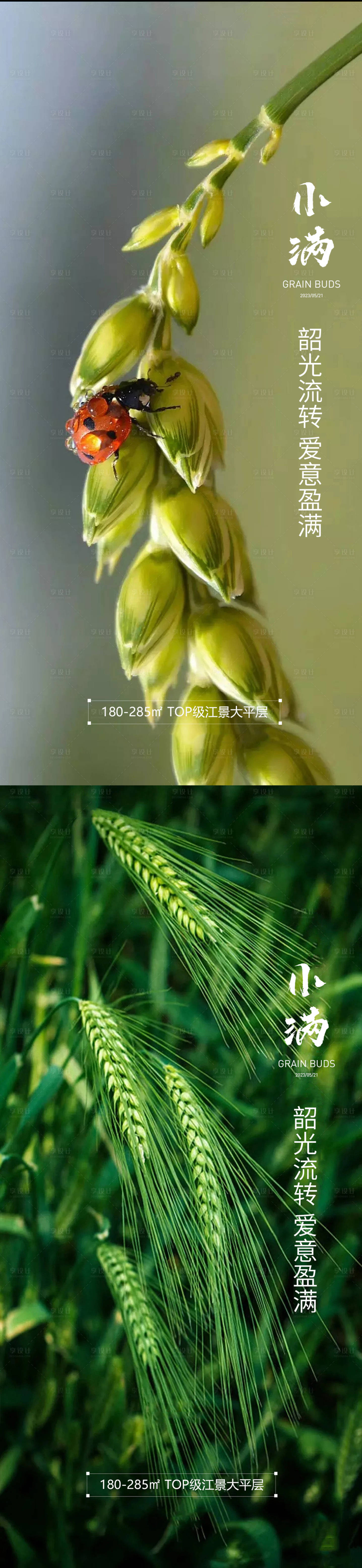 源文件下载【享设计】搜索编号：37650016707973547【小满节气系列海报】