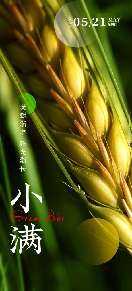 源文件下载【地产小满植物系列海报】编号：98410016758408578